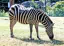 動物図鑑・サバンナシマウマ 4